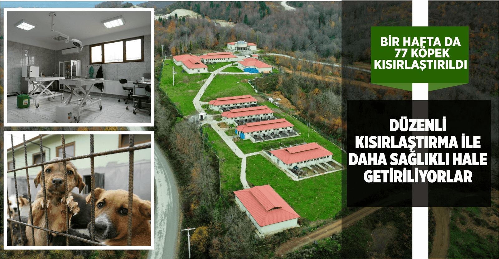 BİR HAFTA DA 77 KÖPEK KISIRLAŞTIRILDI