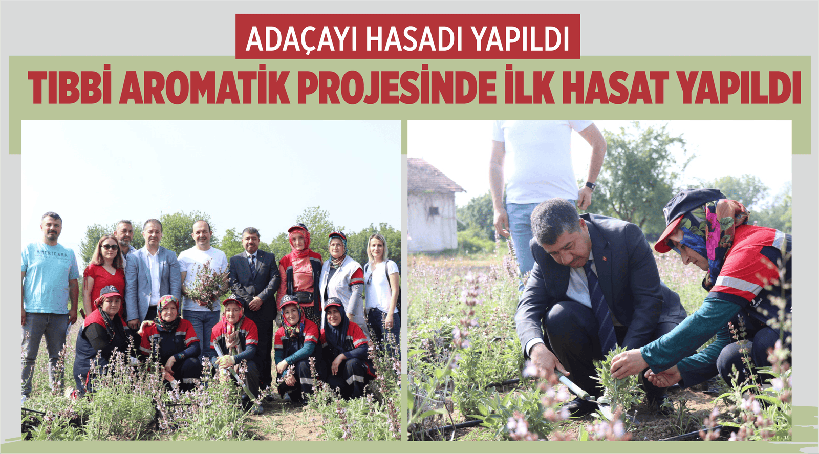 TIBBİ AROMATİK PROJESİNDE İLK HASAT YAPILDI