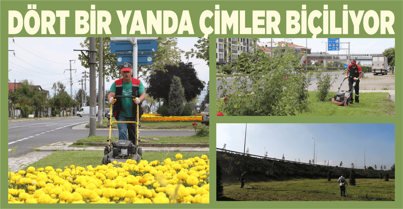 DÖRT BİR YANDA ÇİMLER BİÇİLİYOR