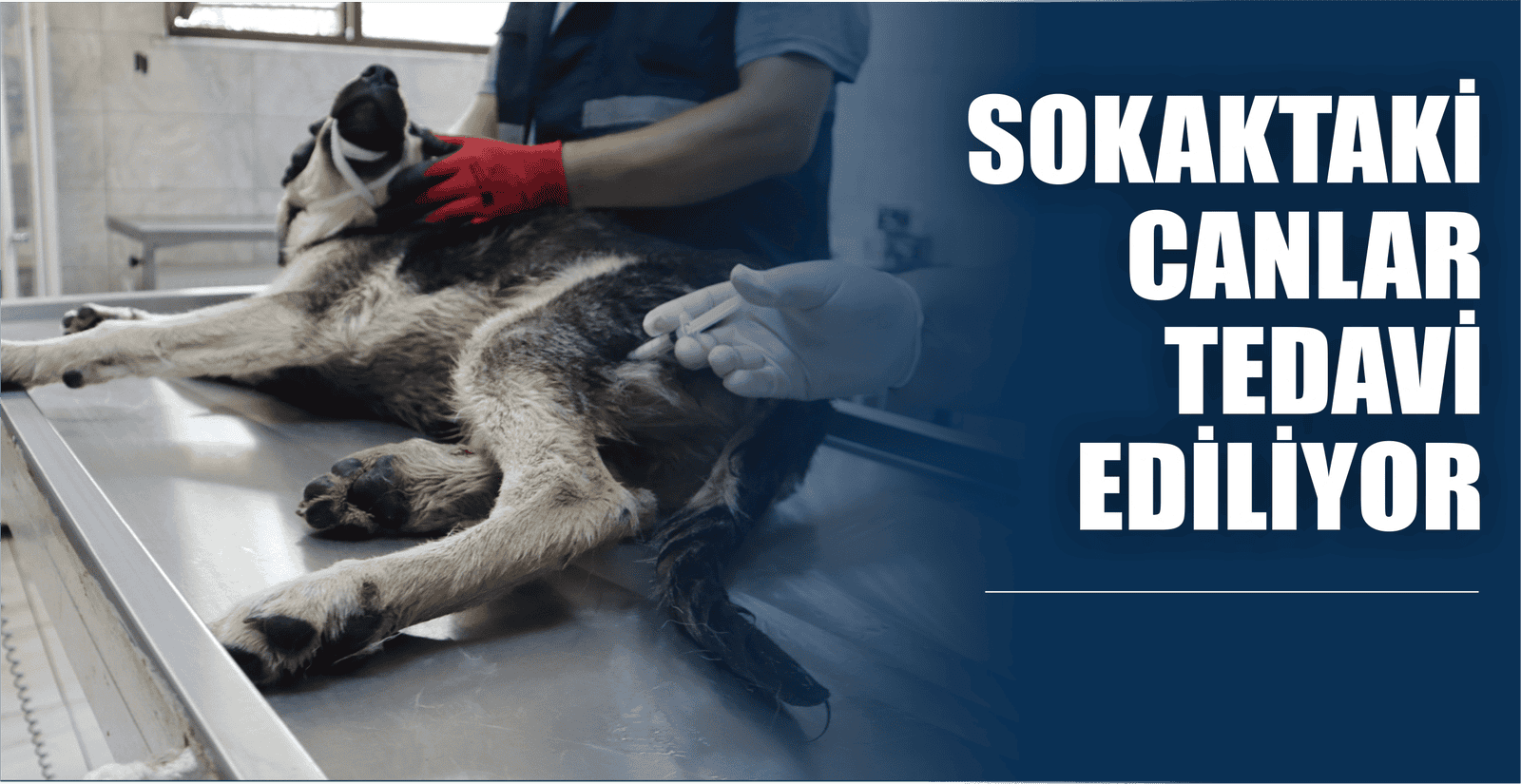 SOKAKTAKİ CANLAR TEDAVİ EDİLİYOR