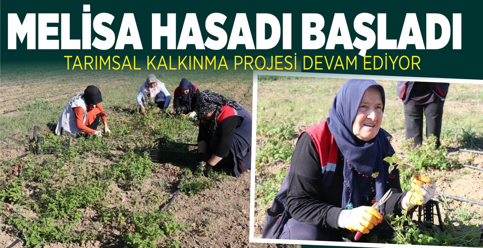 MELİSA HASADI BAŞLADI