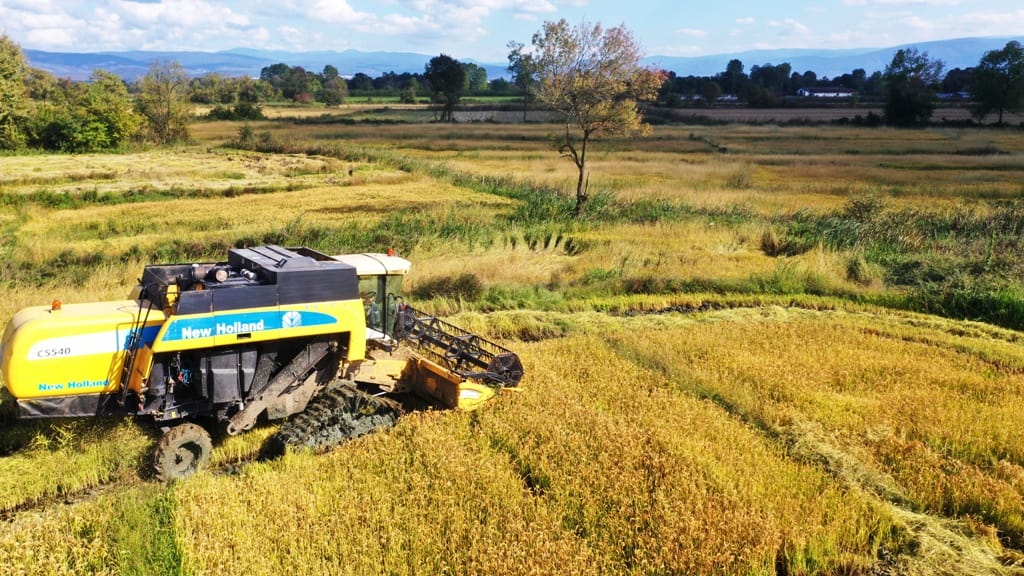 BU YIL 1500 TON PİRİNÇ BEKLENİYOR