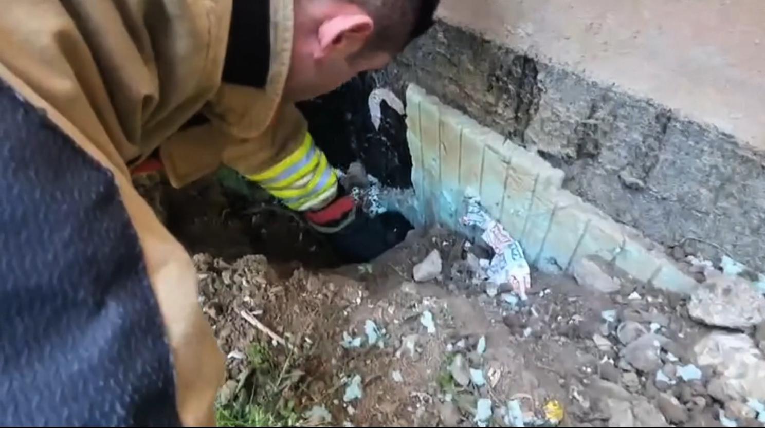 DÜZCE’DE YAVRU KEDİ VE KARGA KURTARMA OPERASYONU