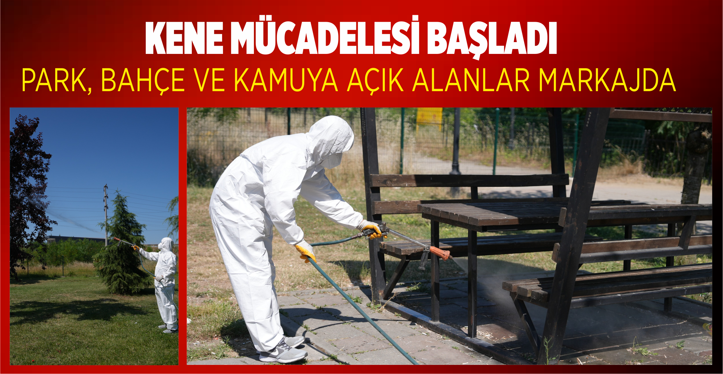 KENE MÜCADELESİ BAŞLADI
