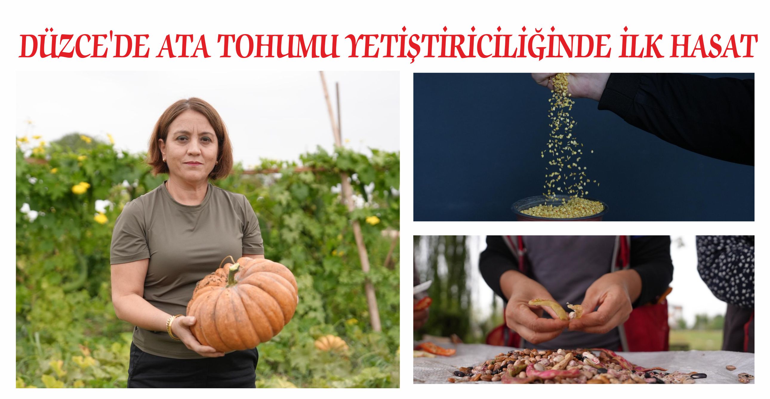 DÜZCE’DE ATA TOHUMU YETİŞTİRİCİLİĞİNDE İLK HASAT