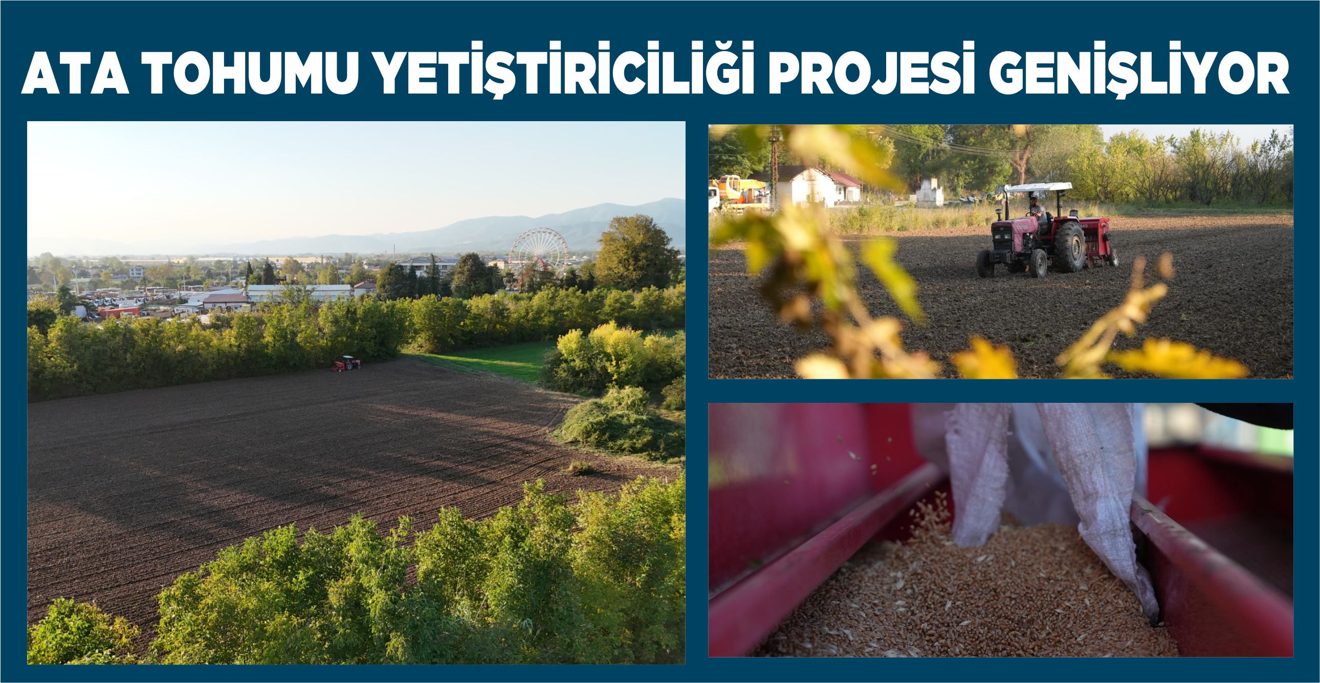 SİYEZ BUĞDAYI ATA TOHUMU DÜZCE TOPRAKLARIYLA BULUŞTU