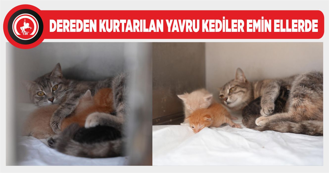 YAVRU KEDİLERE SÜT ANNE BULUNDU