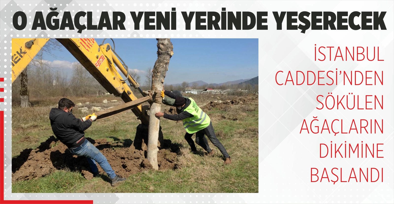SÖKÜLEN AĞAÇLAR YENİ YERİNE DİKİLİYOR