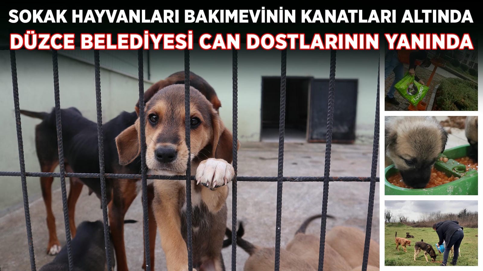 SOKAK HAYVANLARI BAKIMEVİNİN KANATLARI ALTINDA