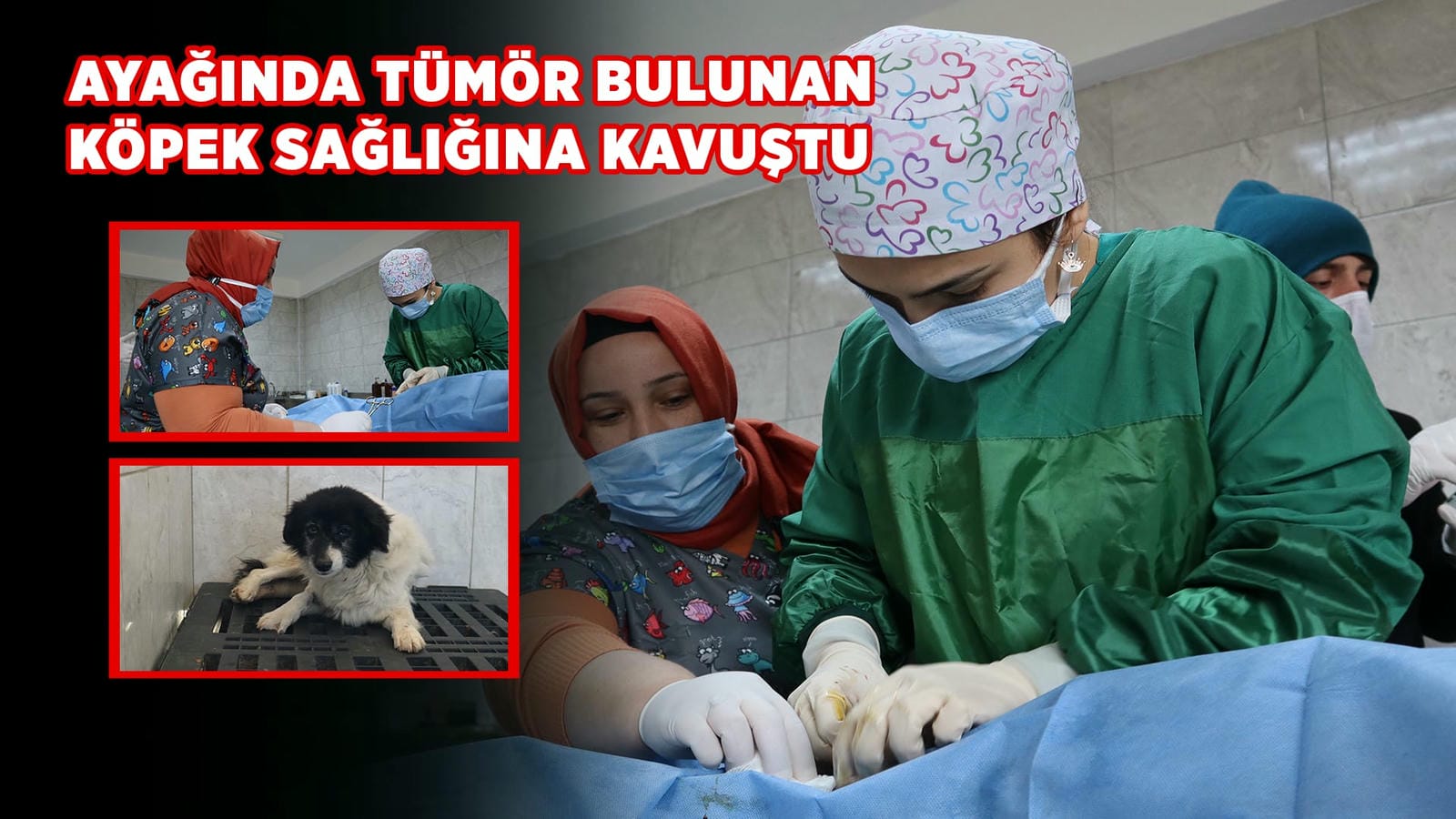 VETERİNER İŞLERİNDEN HASTA KÖPEĞE ŞEFKAT ELİ