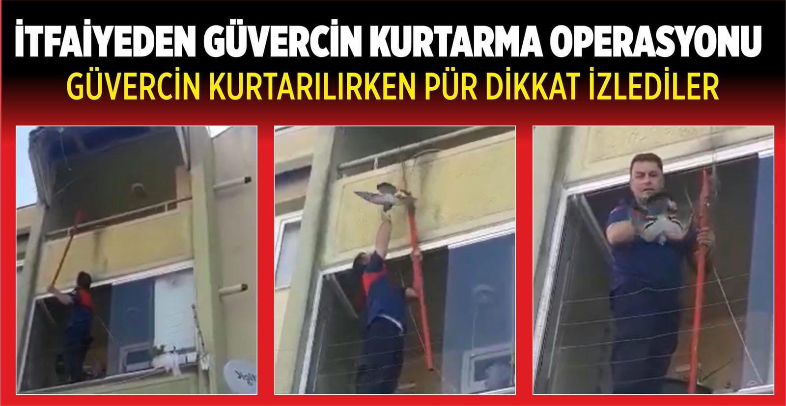 KURTARILAN GÜVERCİN DOĞAYA SALINDI
