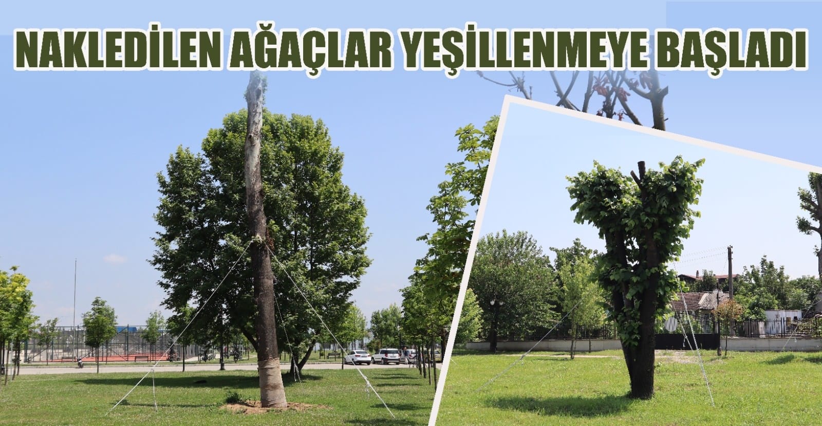 KÖK SALIP, YEŞİLLENDİLER