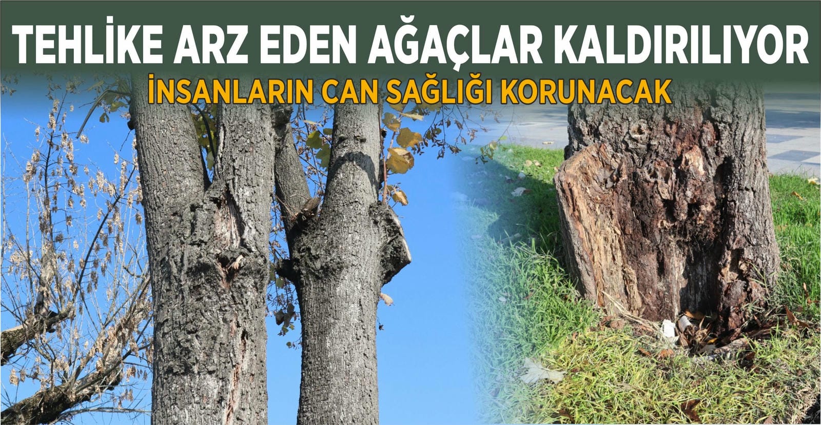 ÇÜRÜYENLER KALDIRILIYOR, YENİLERİ DİKİLİYOR
