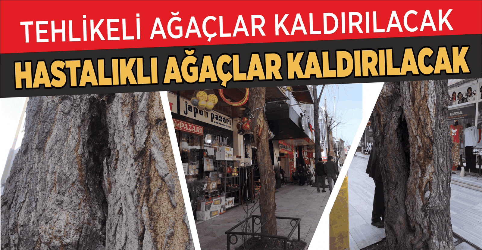 TEHLİKELİ AĞAÇLAR KALDIRILACAK