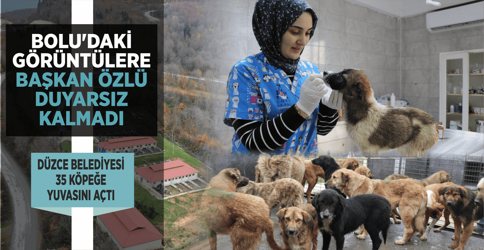 ÖZLÜ, BOLU'DAKİ SOKAK HAYVANLARI İÇİN DEVREYE GİRDİ