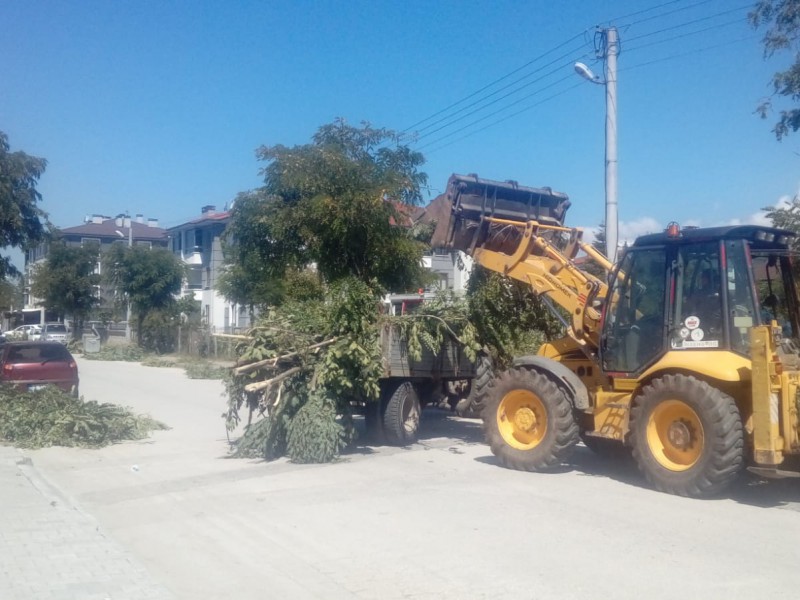 AĞAÇ BUDAMA ÇALIŞMASI SÜRÜYOR