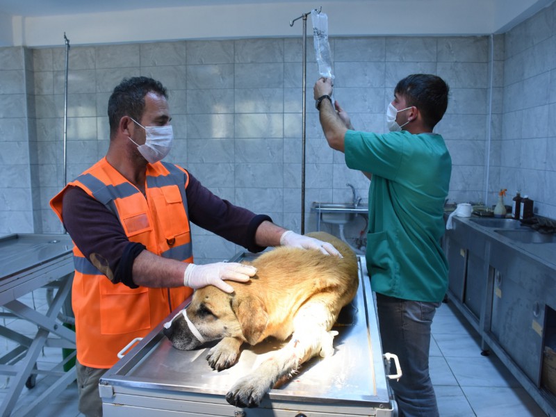 YARALI KÖPEK İÇİN SEFERBER OLDULAR